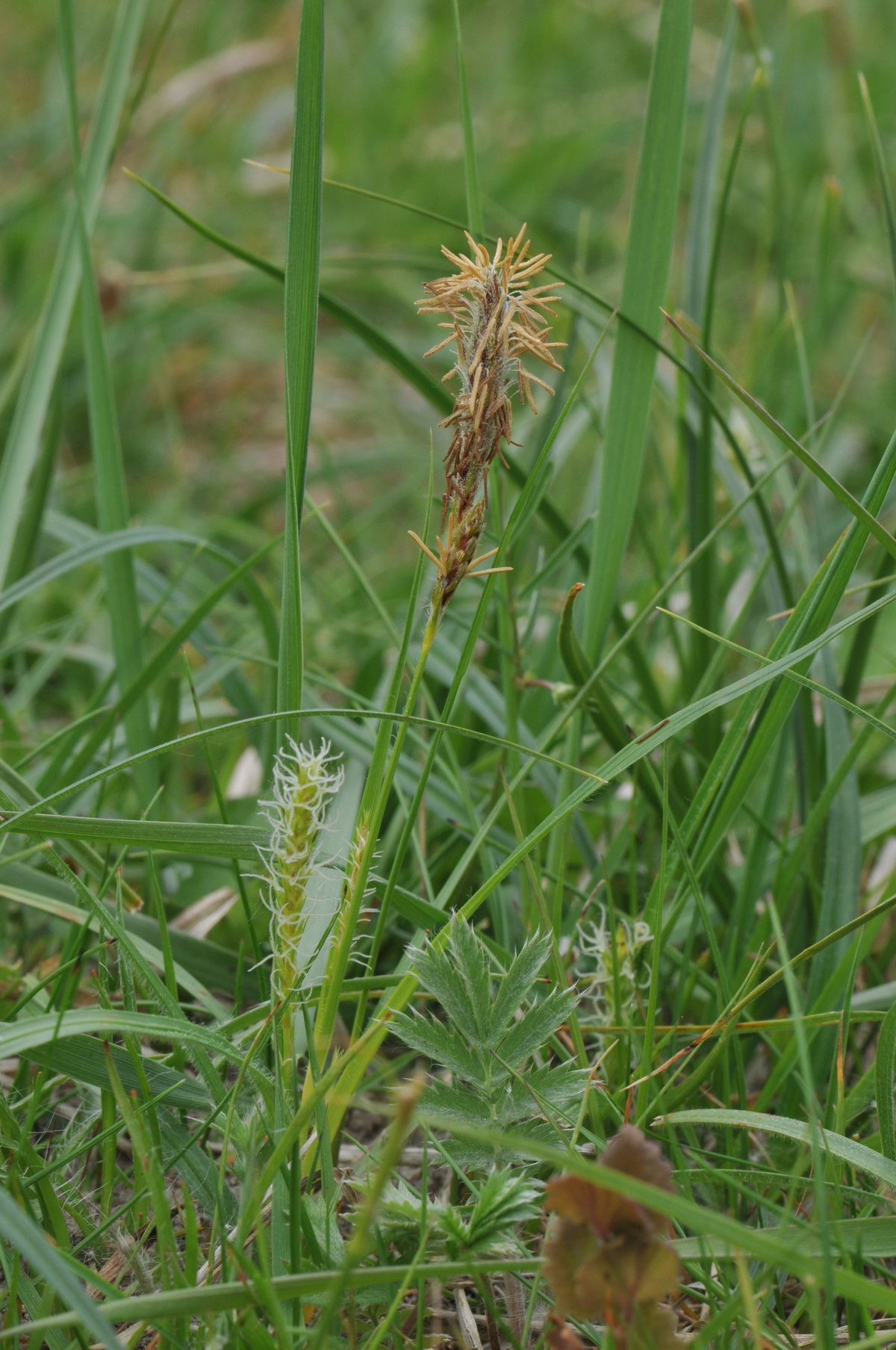 Carex hirta (door Hans Toetenel)