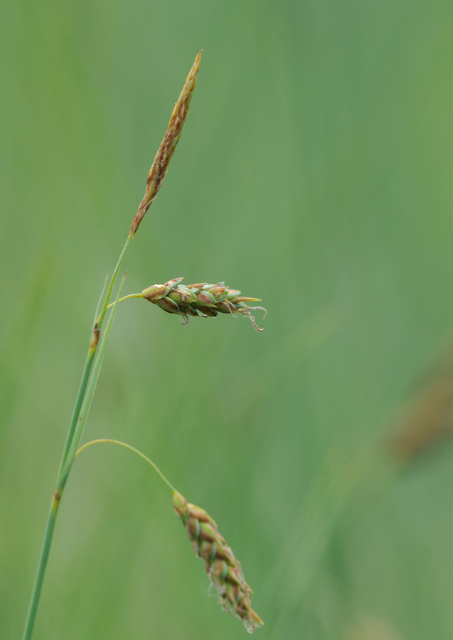 Carex limosa (door Theo Muusse)