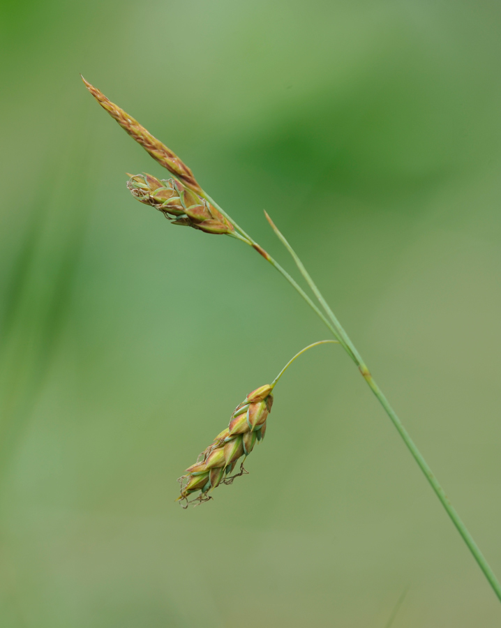 Carex limosa (door Theo Muusse)