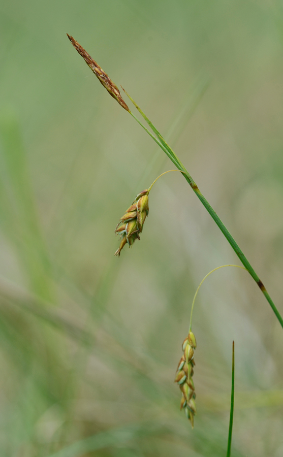 Carex limosa (door Theo Muusse)