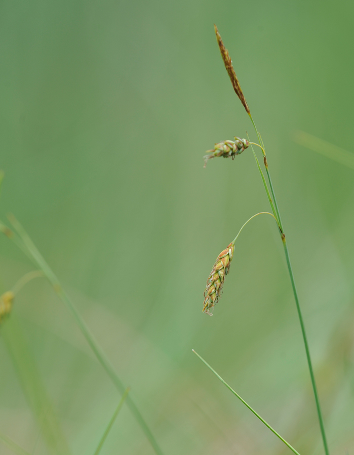 Carex limosa (door Theo Muusse)