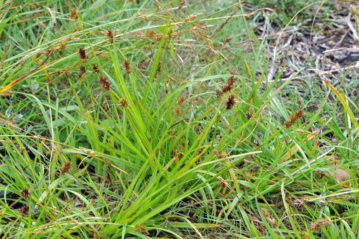 Carex otrubae (door Hans Toetenel)