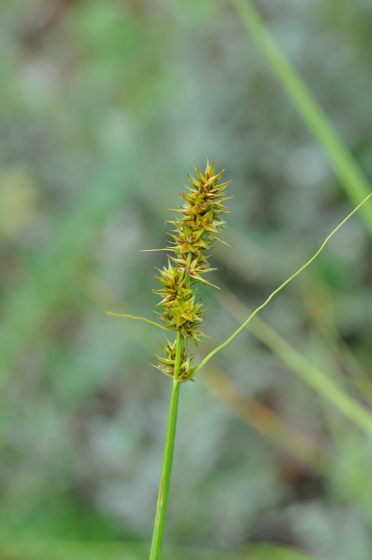 Carex otrubae (door Hans Toetenel)