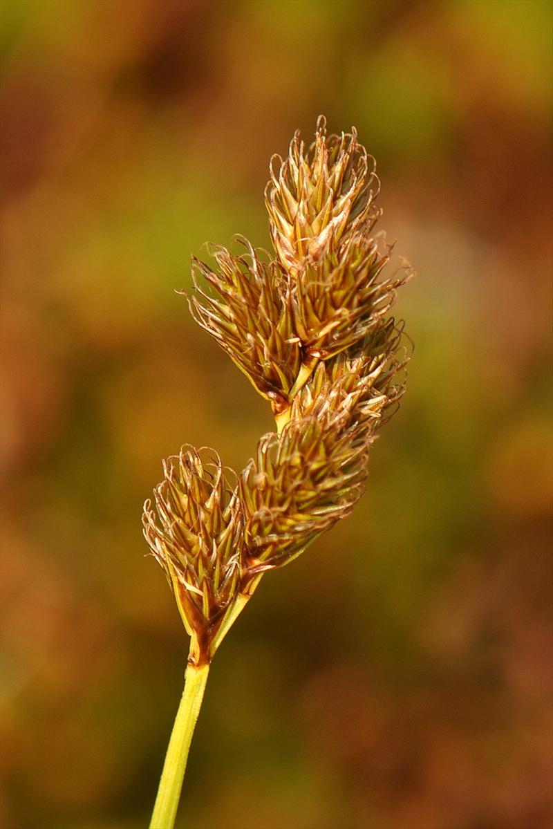 Carex leporina (door Willie Riemsma)