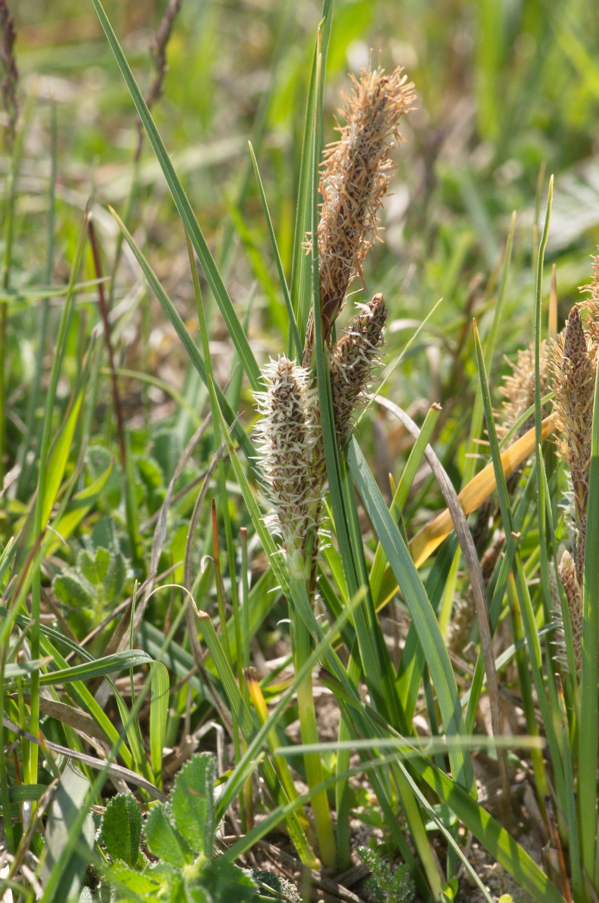 Carex trinervis (door Hans Toetenel)