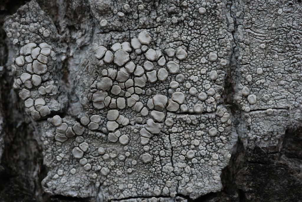 Lecanora subcarpinea (door Arjan de Groot)