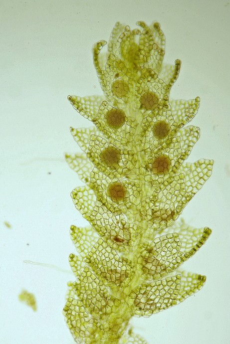 Cephalozia bicuspidata (door Jan Kersten)