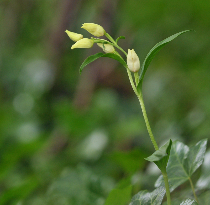 Cephalanthera damasonium (door Theo Muusse)