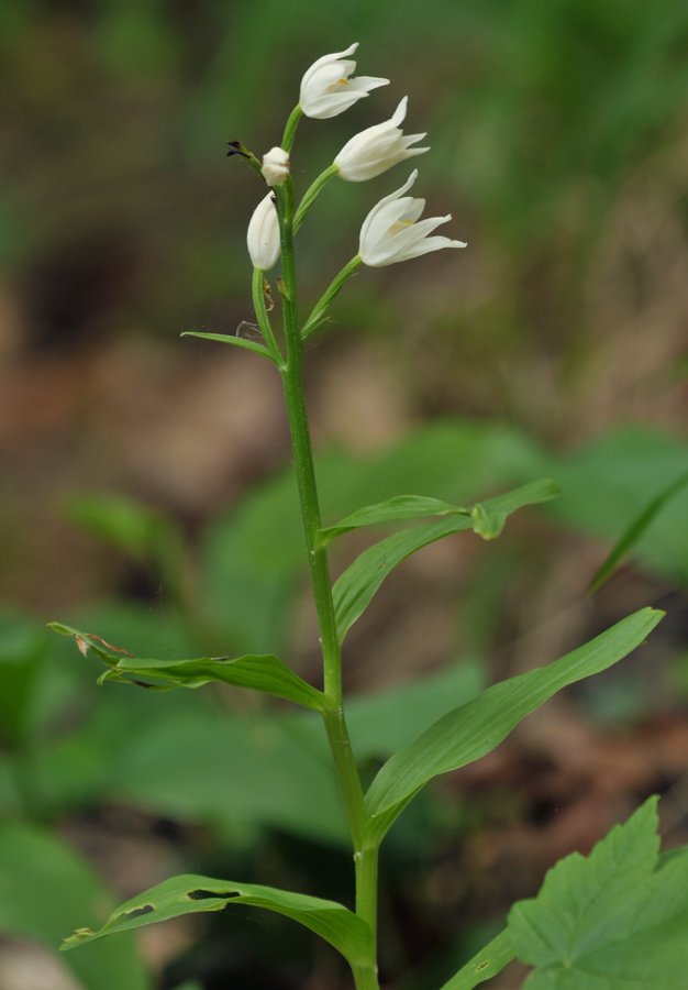 Cephalanthera longifolia (door Theo Muusse)