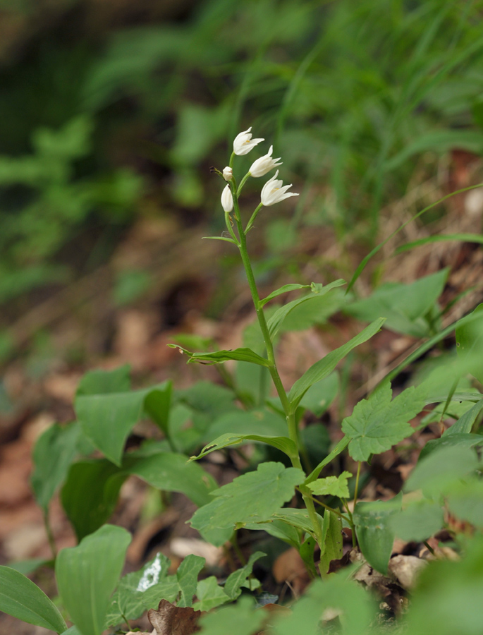 Cephalanthera longifolia (door Theo Muusse)