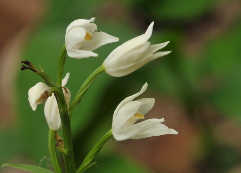 Cephalanthera longifolia (door Theo Muusse)