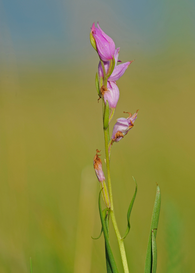 Cephalanthera rubra (door Theo Muusse)