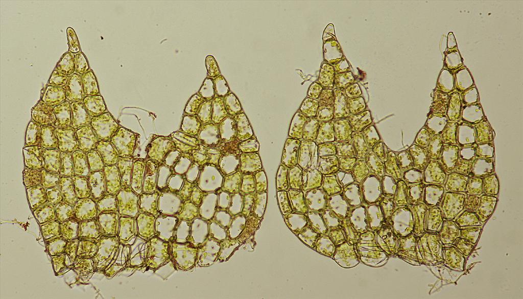Cephalozia bicuspidata (door Jan Kersten)