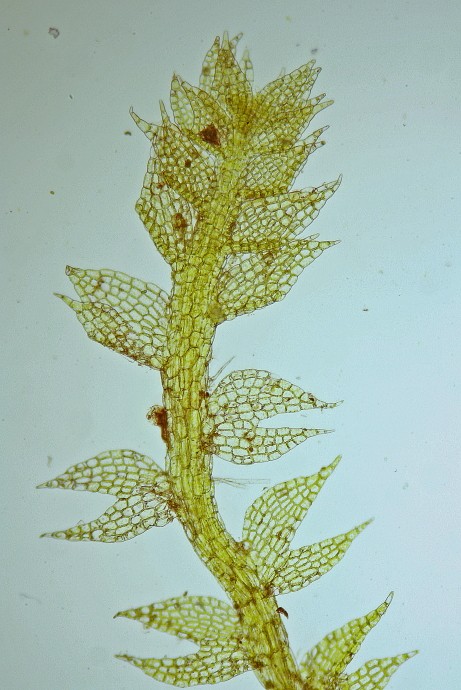 Cephalozia bicuspidata (door Jan Kersten)