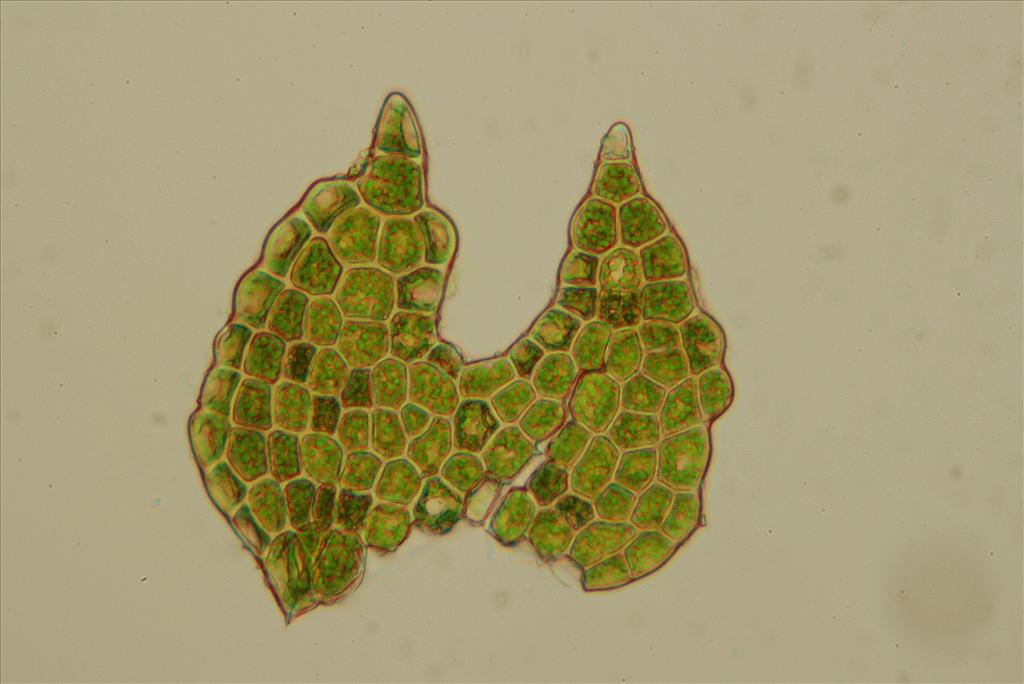 Cephalozia macrostachya (door Jan Kersten)