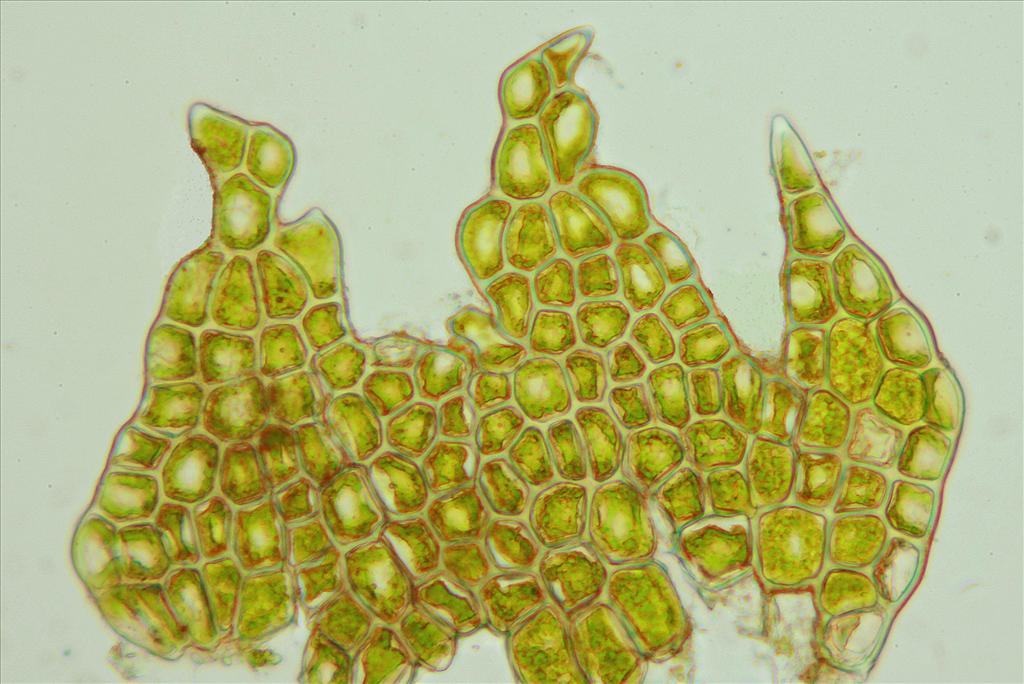 Cephalozia macrostachya (door Jan Kersten)