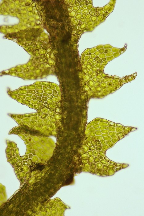 Cephalozia macrostachya (door Jan Kersten)