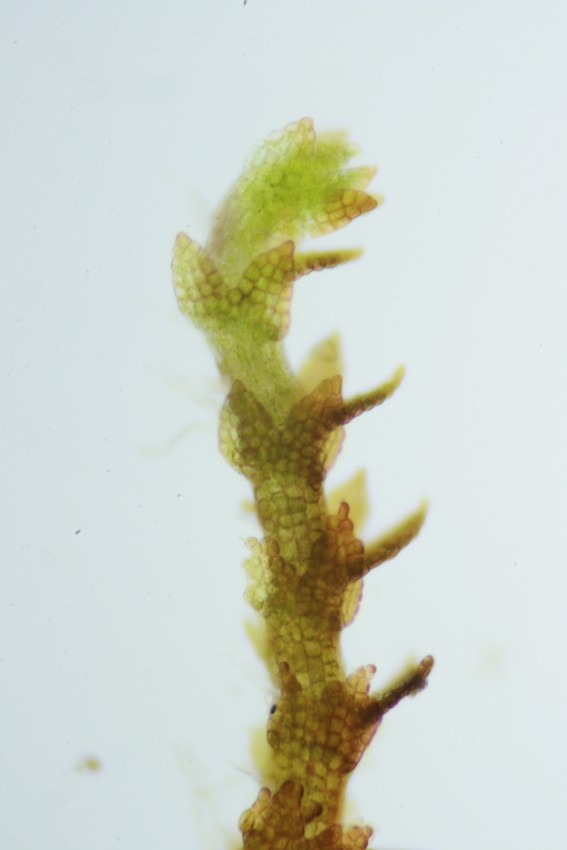 Cephaloziella divaricata (door Jan Kersten)