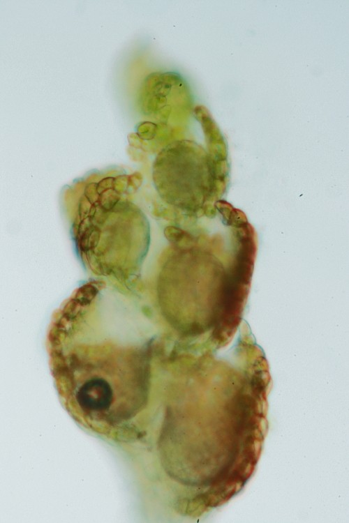 Cephaloziella divaricata (door Jan Kersten)