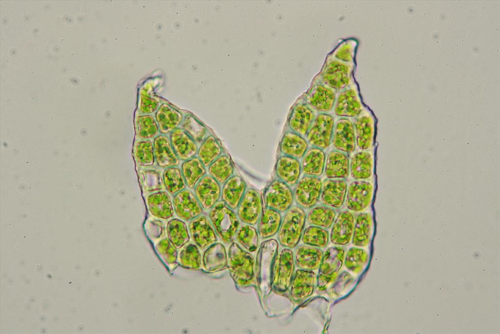 Cephaloziella rubella (door Jan Kersten)