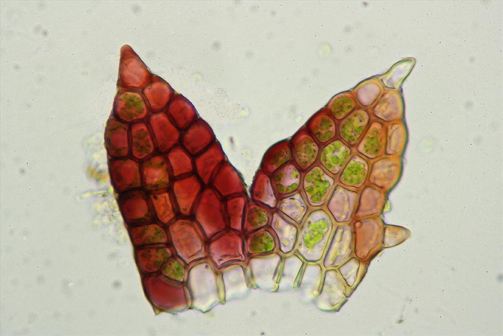 Cephaloziella rubella (door Jan Kersten)