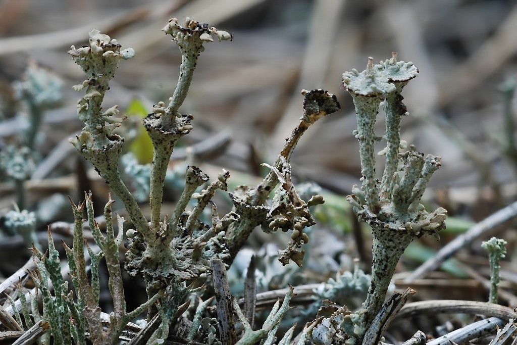 Cladonia cervicornis / pulvinata / verticillata (door Arjan de Groot)