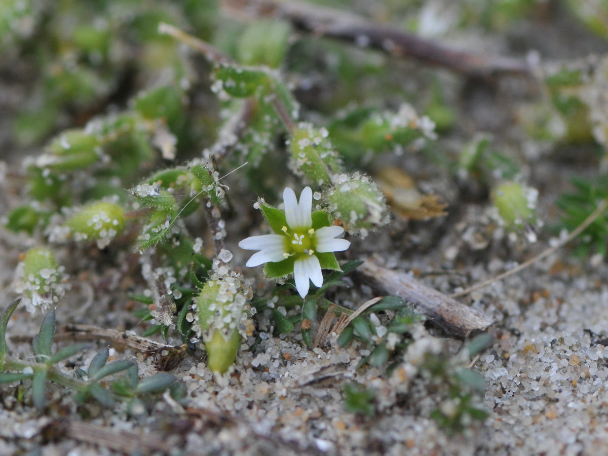 Cerastium diffusum (door Hans Toetenel)