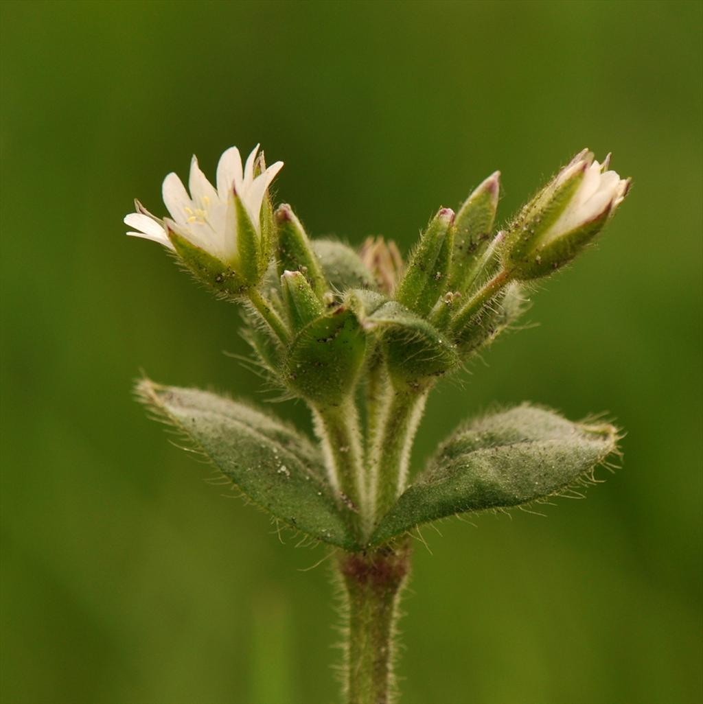 Cerastium fontanum subsp. vulgare (door Willie Riemsma)