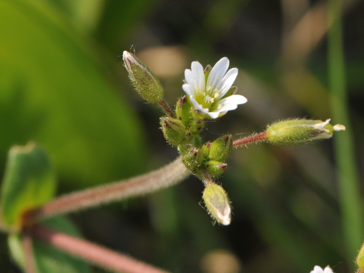 Cerastium glomeratum (door Hans Toetenel)