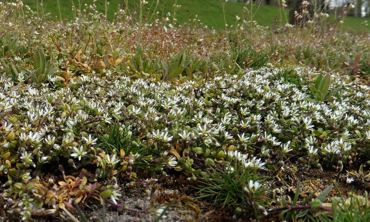 Cerastium semidecandrum (door Willie Riemsma)