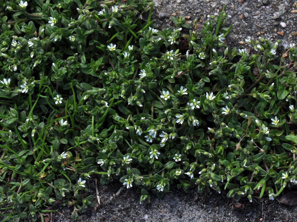 Cerastium semidecandrum (door Willie Riemsma)