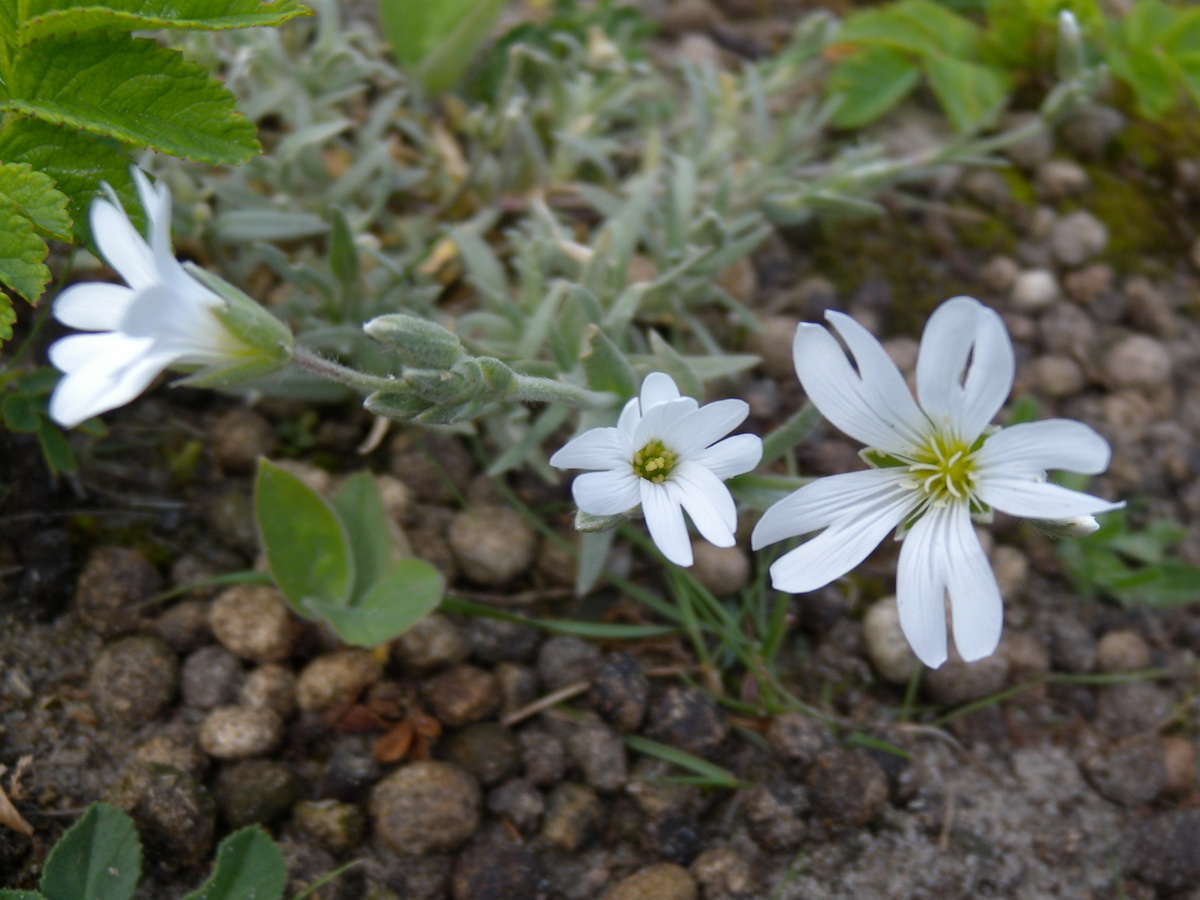 Cerastium tomentosum (door Hans Toetenel)