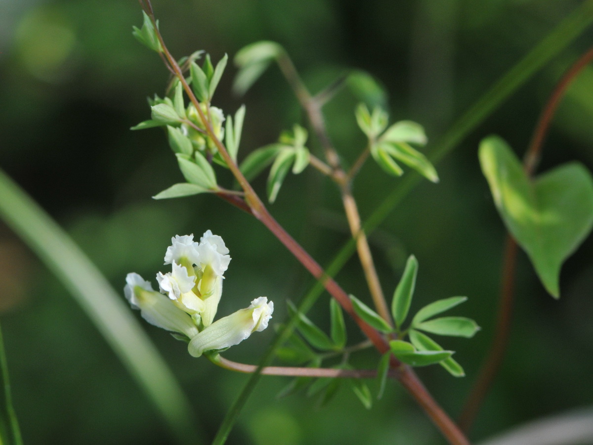 Ceratocapnos claviculata (door Hans Toetenel)