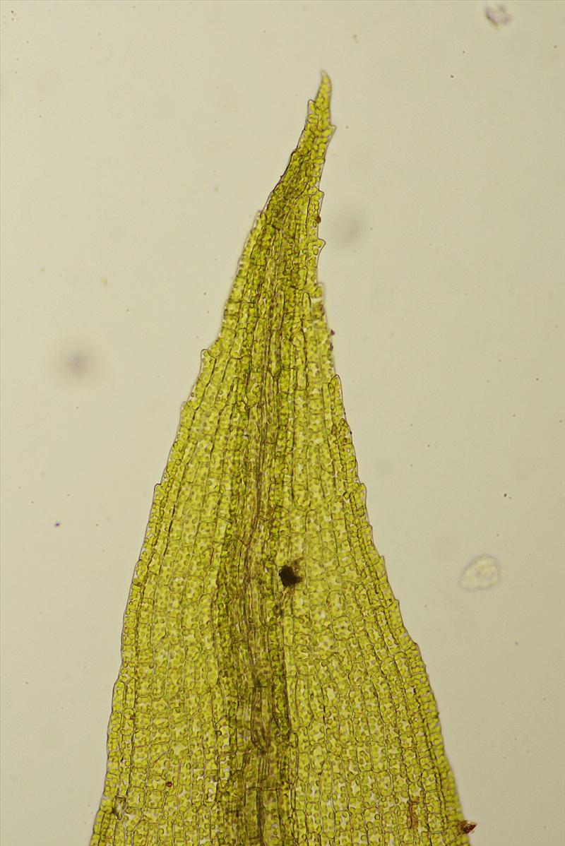 Ceratodon purpureus (door Jan Kersten)