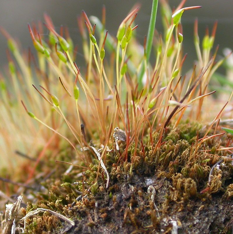 Ceratodon purpureus (door Laurens Sparrius)