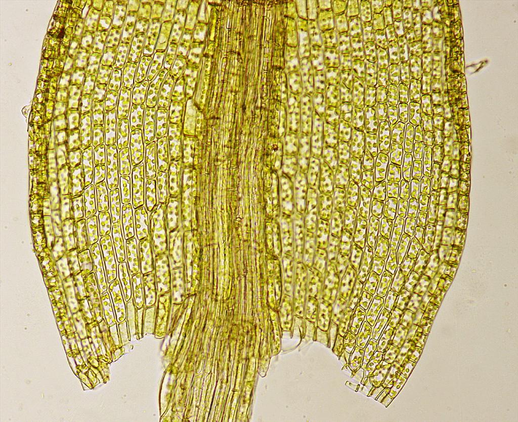Ceratodon purpureus (door Jan Kersten)