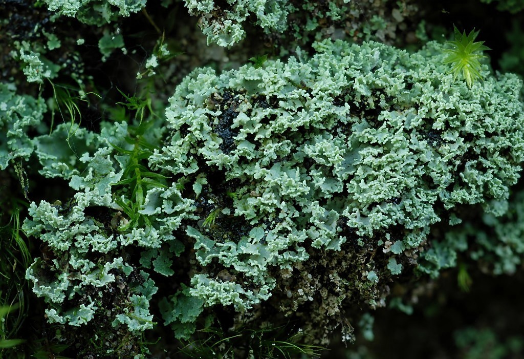 Cladonia caespiticia (door Arjan de Groot)