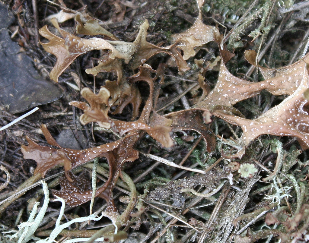 Cetraria islandica (door Laurens Sparrius)