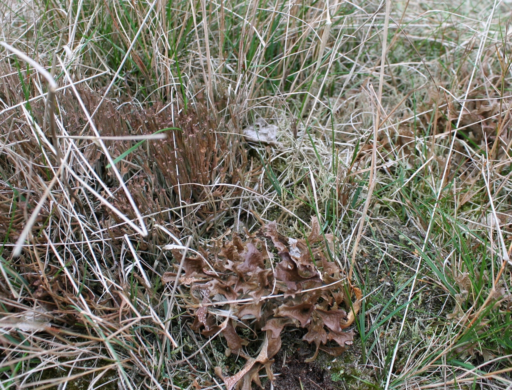 Cetraria islandica (door Laurens Sparrius)