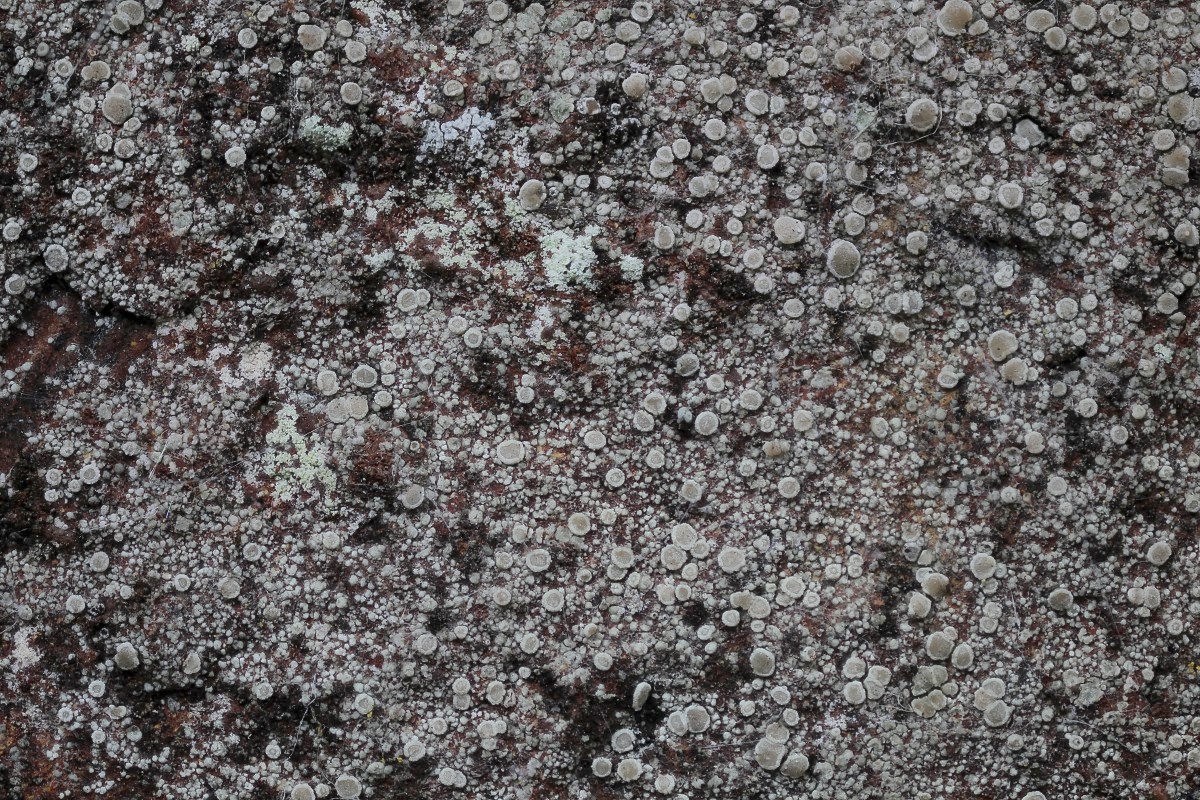 Lecanora antiqua (door Arjan de Groot)