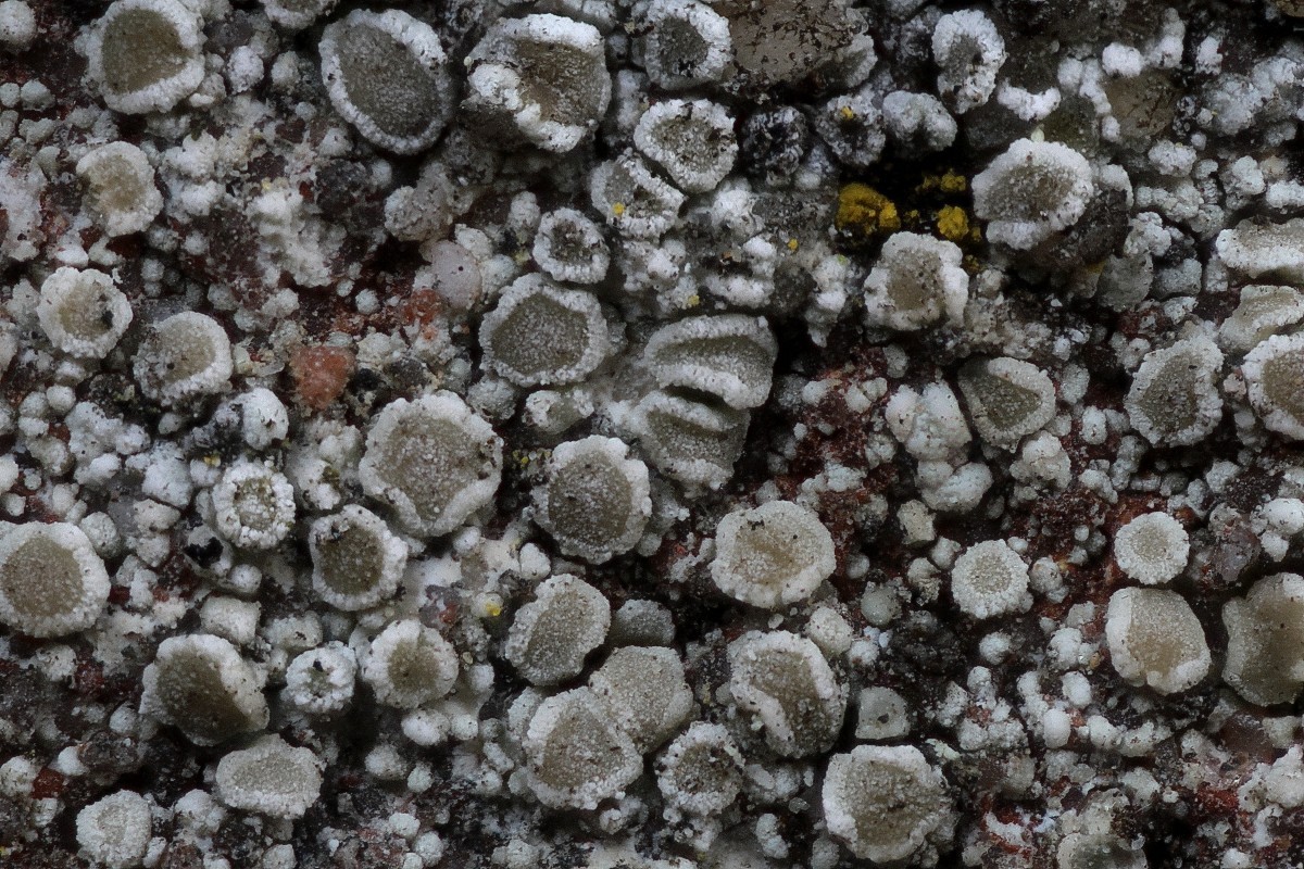 Lecanora antiqua (door Arjan de Groot)