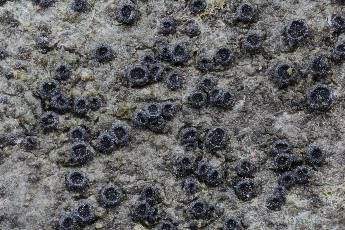 Catillaria lenticularis (door Arjan de Groot)