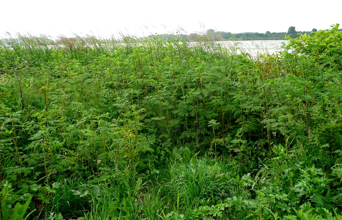 Chaerophyllum bulbosum (door Willie Riemsma)