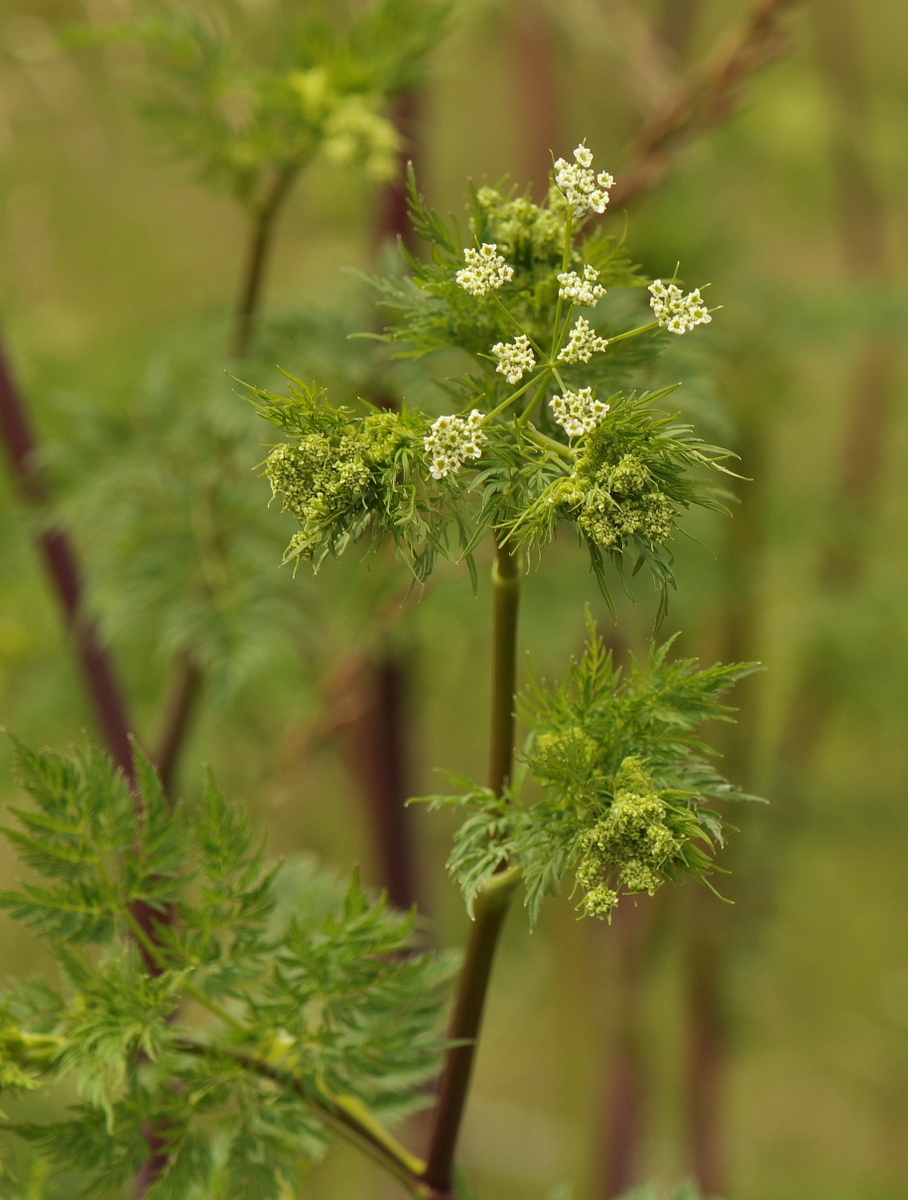 Chaerophyllum bulbosum (door Willie Riemsma)