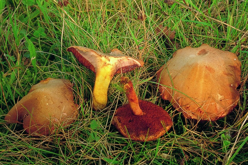 Chalciporus piperatus (door Eef Arnolds)