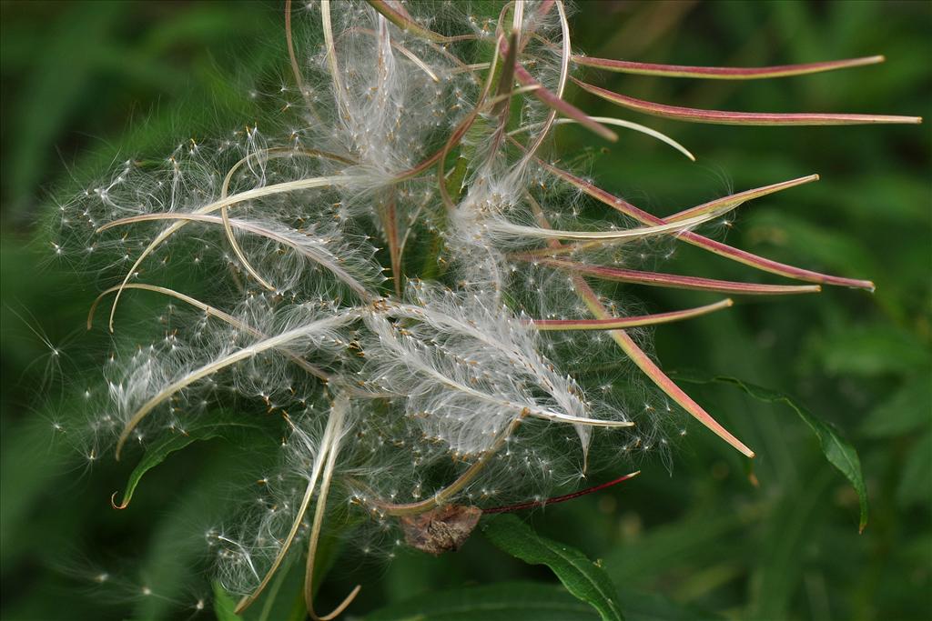 Chamaenerion angustifolium (door Willie Riemsma)