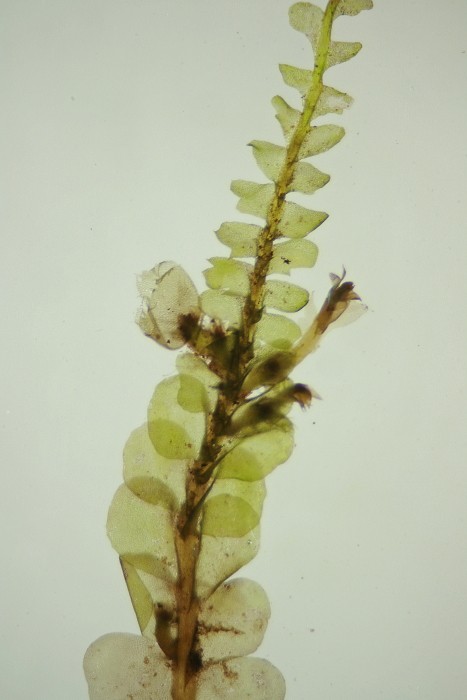Chiloscyphus polyanthos (door Jan Kersten)