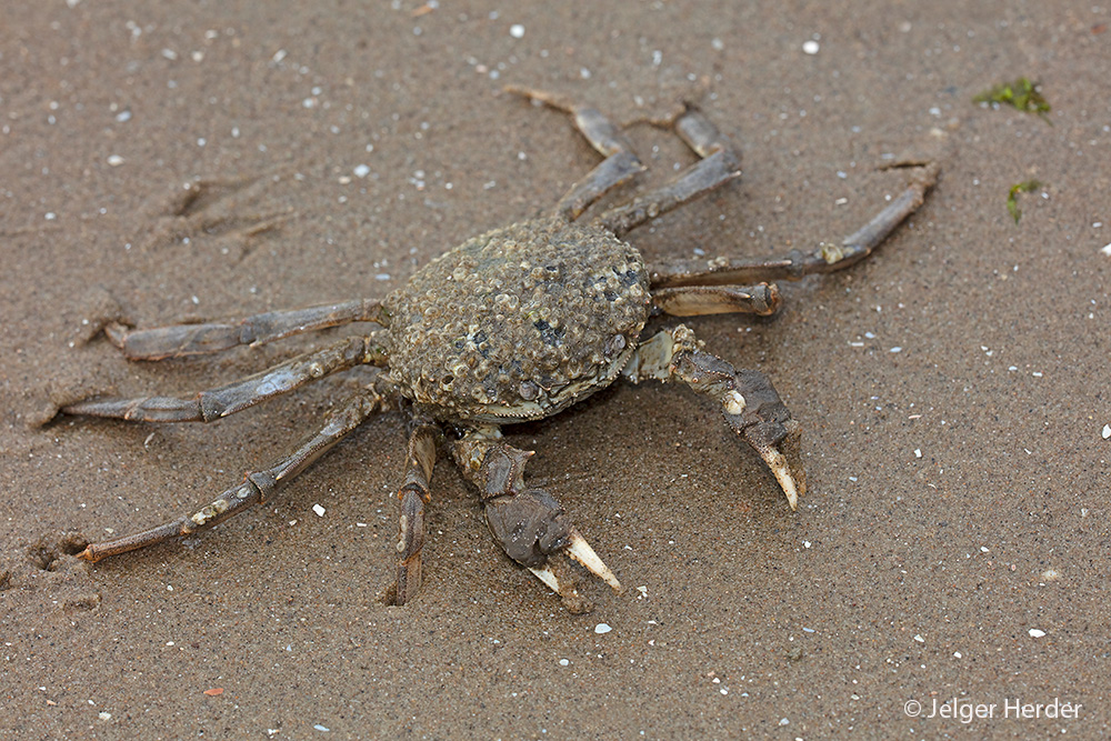Eriocheir sinensis (door Jelger Herder)
