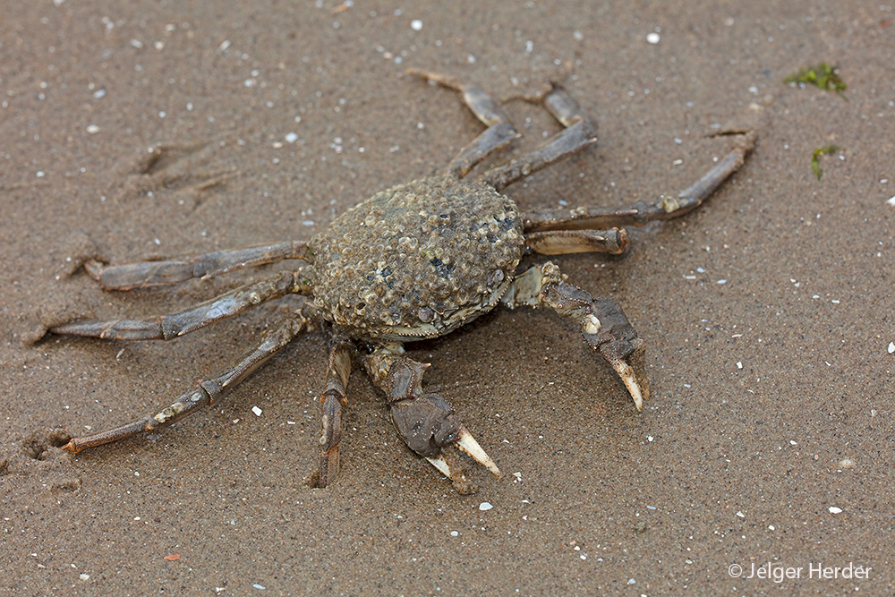 Eriocheir sinensis (door Jelger Herder)