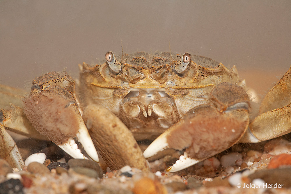 Eriocheir sinensis (door Jelger Herder)